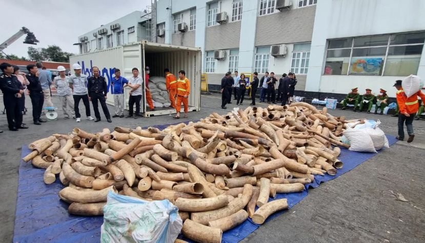 Hải Phòng: Bắt giữ một vụ buôn lậu ngà voi 'khủng' nhất từ trước đến nay - Ảnh 2